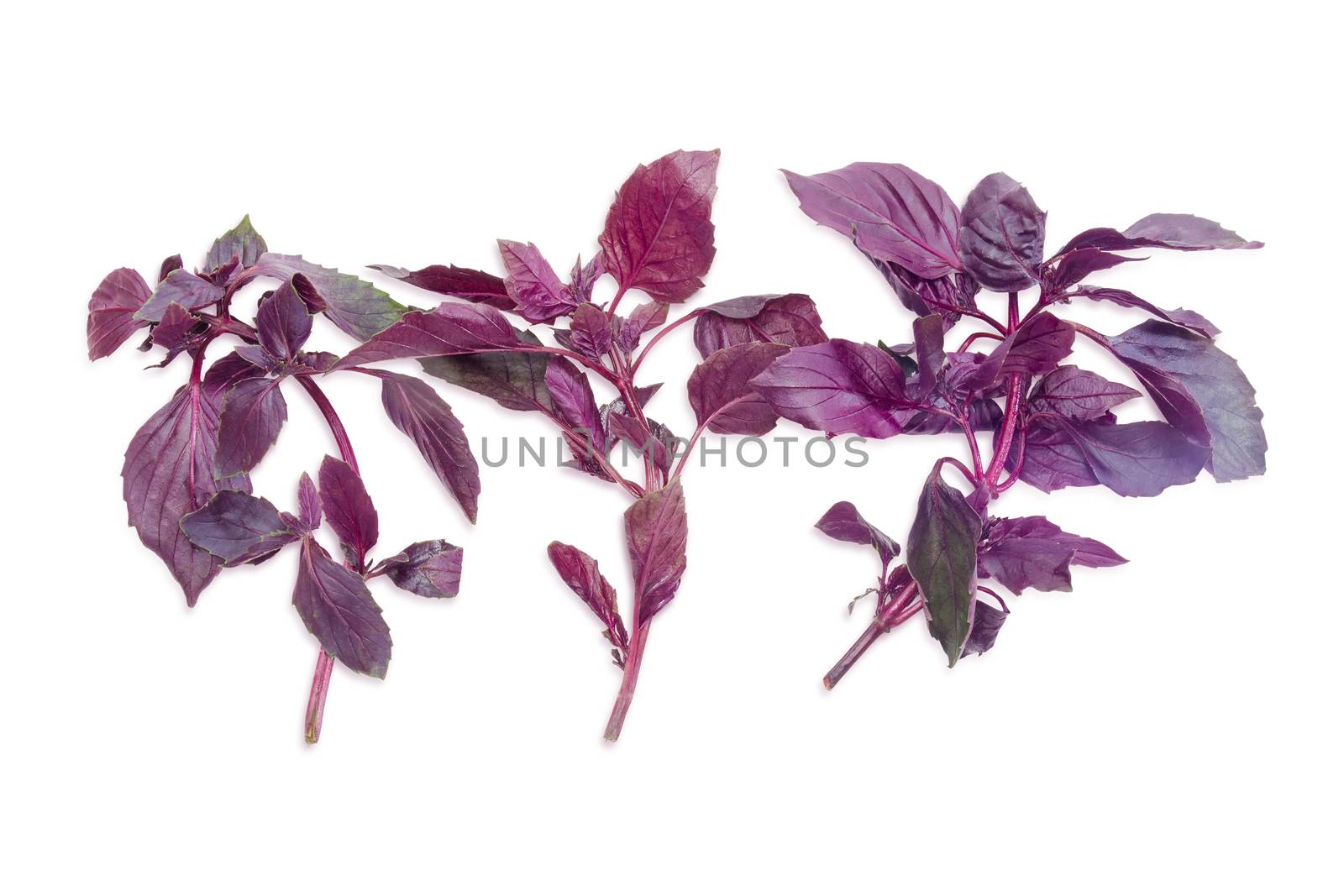 Three sprigs of fresh purple basil on a light background
