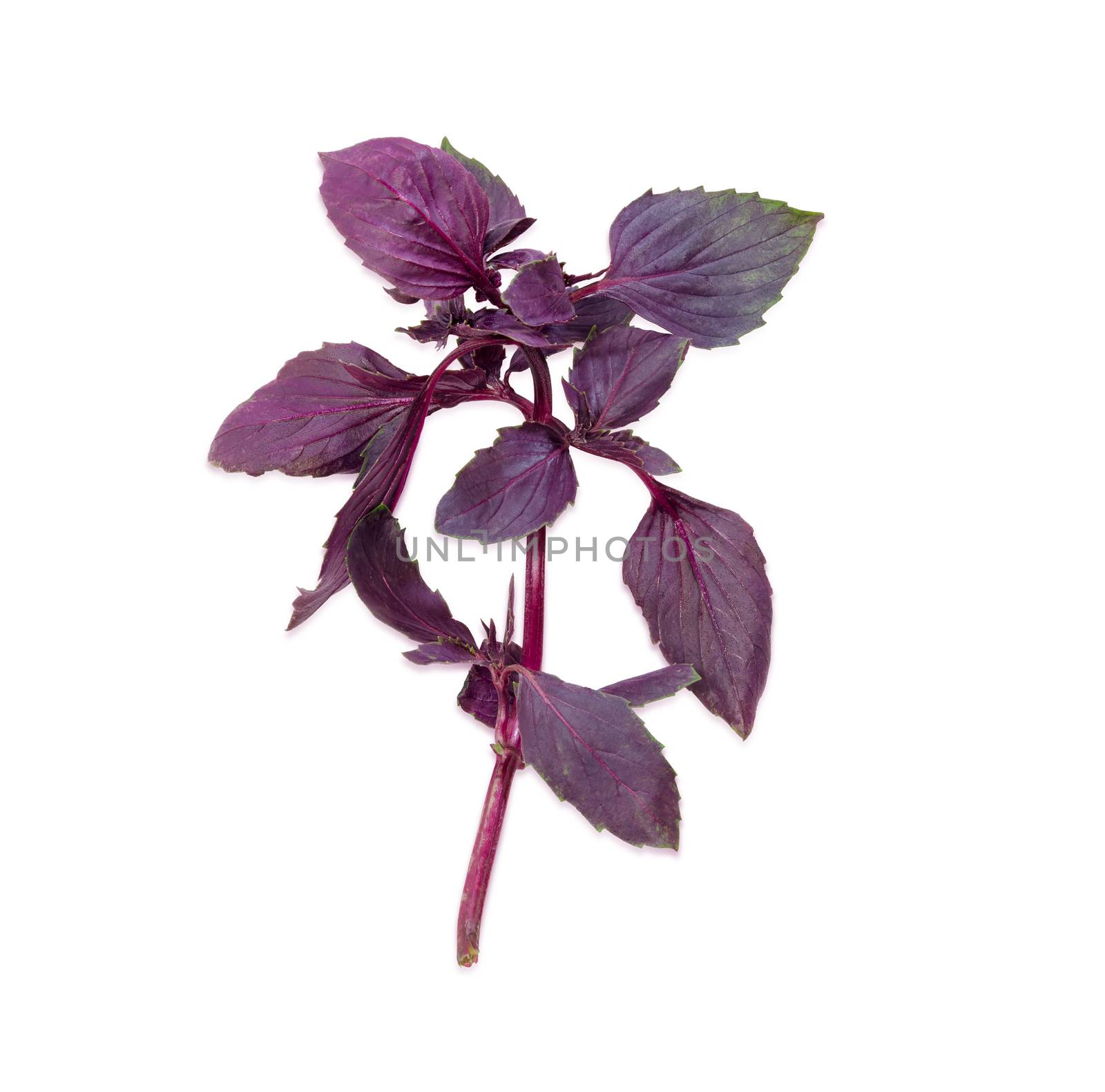 Sprig of a purple basil on a light background by anmbph