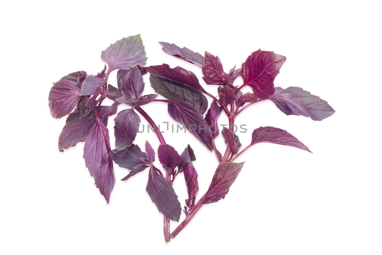 Two sprigs of a purple basil on a light background by anmbph