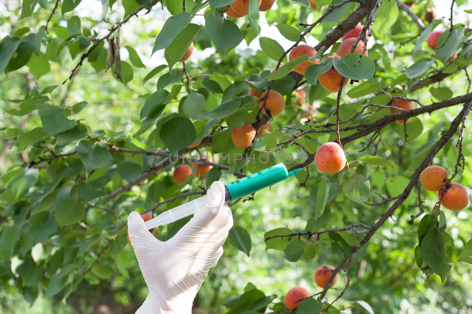 Genetically modified apricot by wellphoto