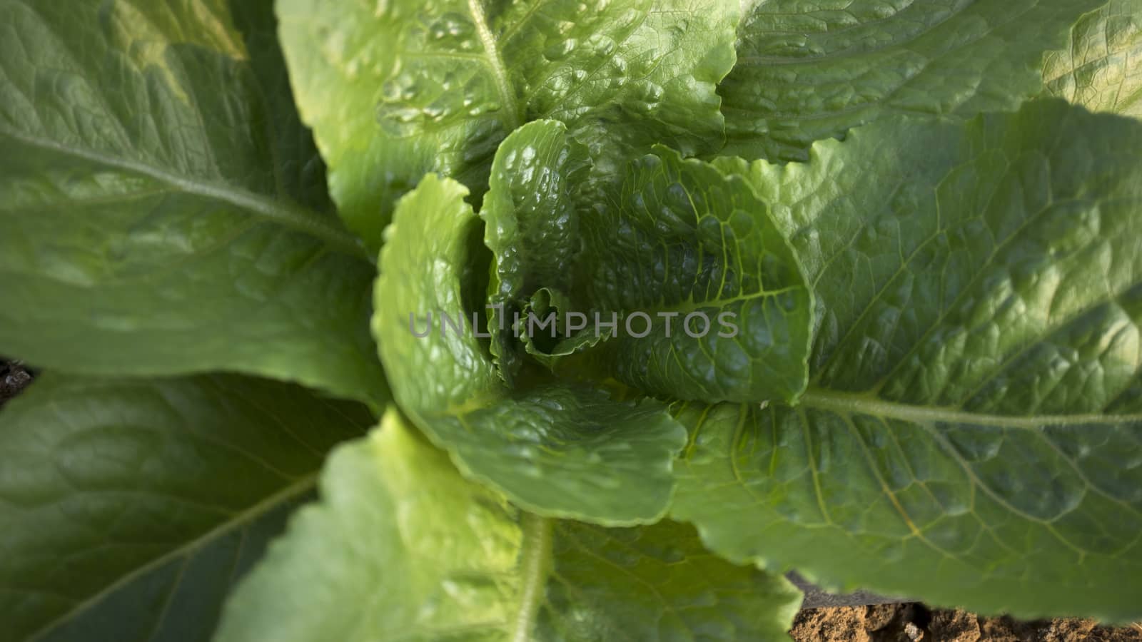 Background of raw lettuce plant. Narrow focus.