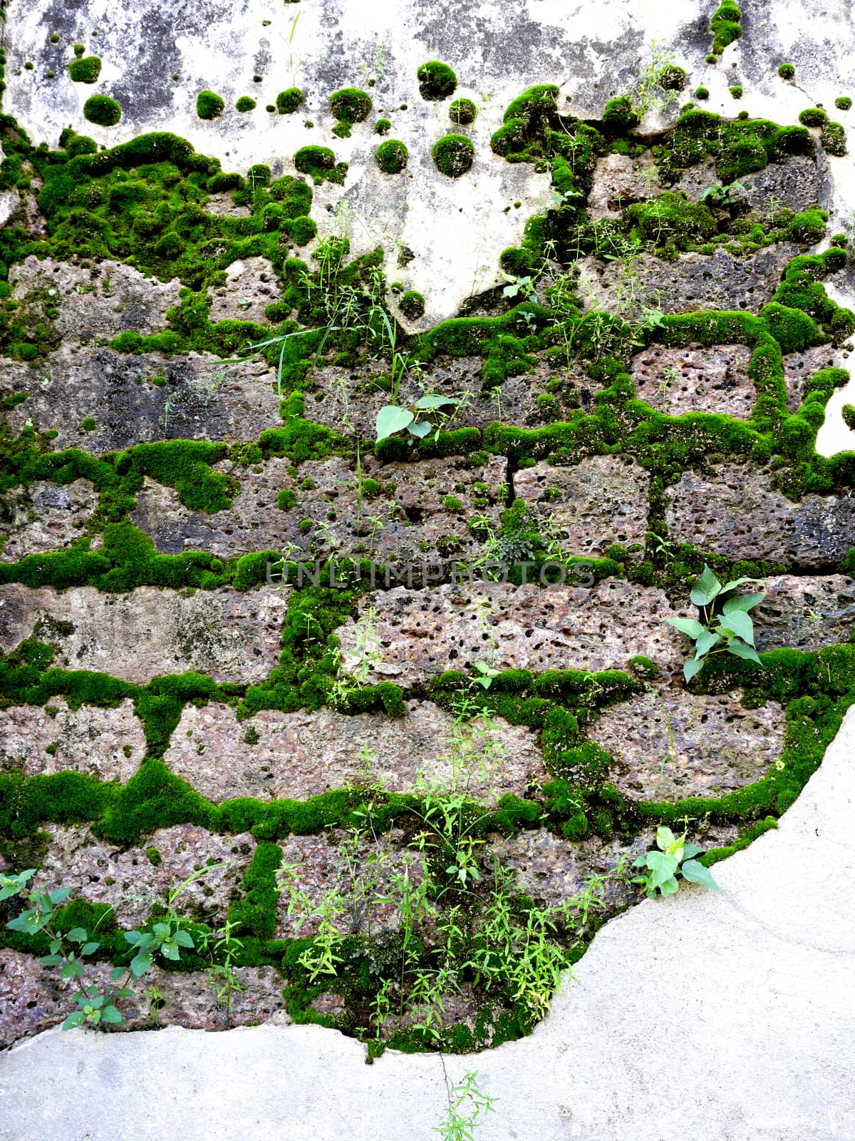 antique wall with moss on laterite stone at temple in Sukhothai 
