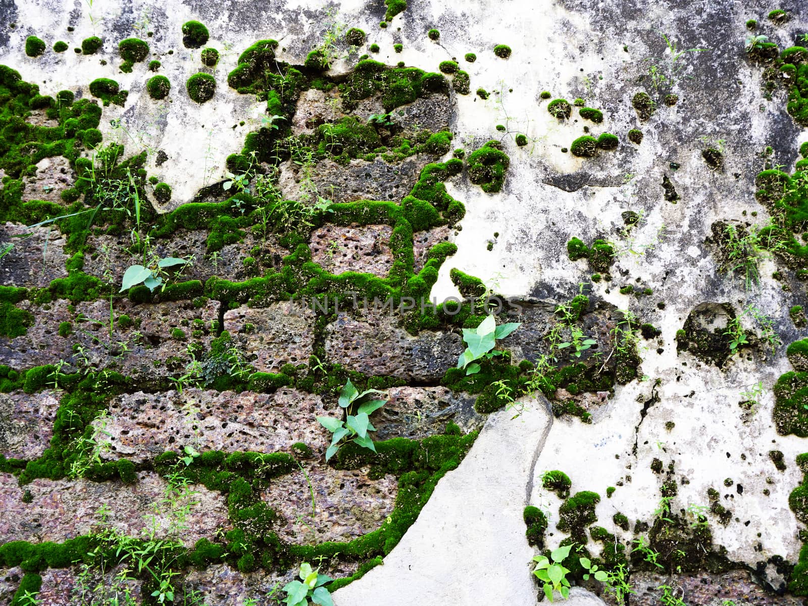 antique ruin wall with moss on laterite stone texture by polarbearstudio
