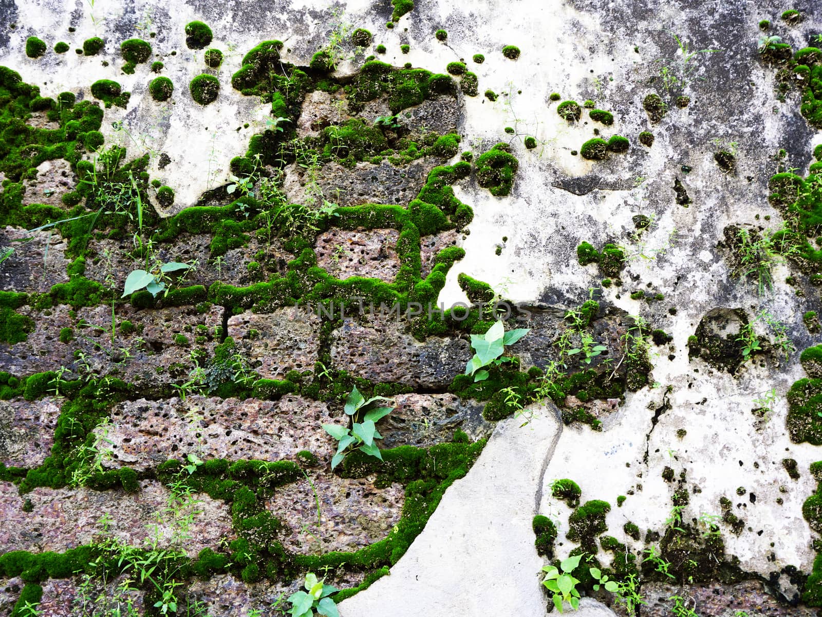 antique ruin wall with moss on laterite stone at temple in Sukhothai