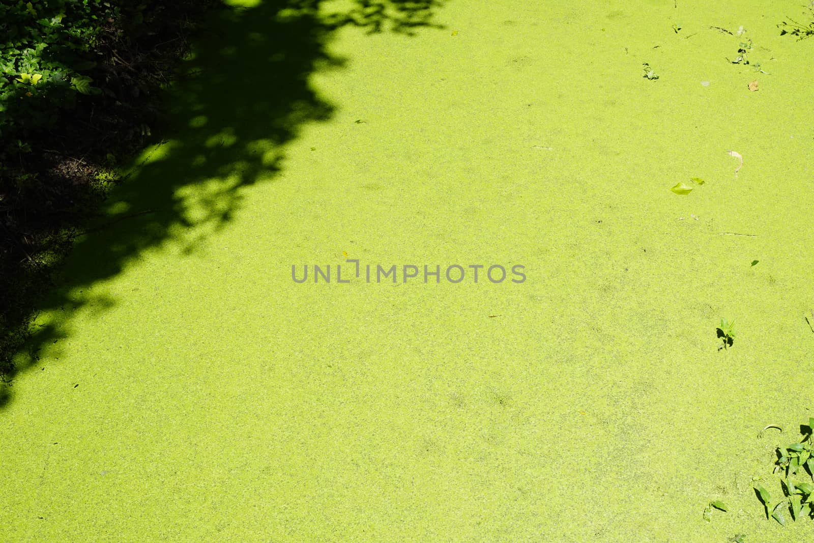 Fresh green spawn in the top of water or canal texture background