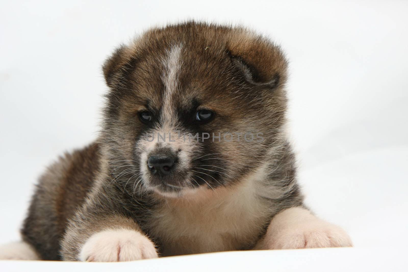 Cute  newborn Akita Inu puppy