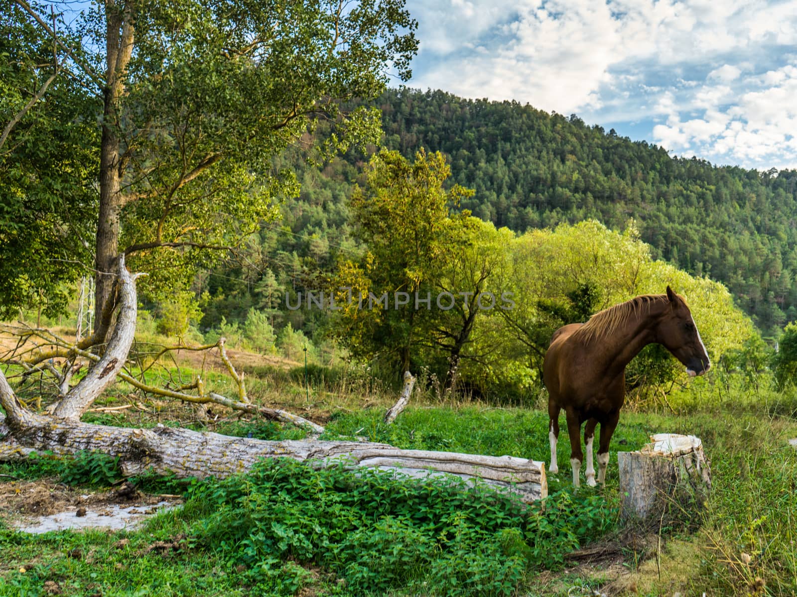 domestic horse roams freely amist nature in a natural park a couple of hours away from Barcelona, Spain.