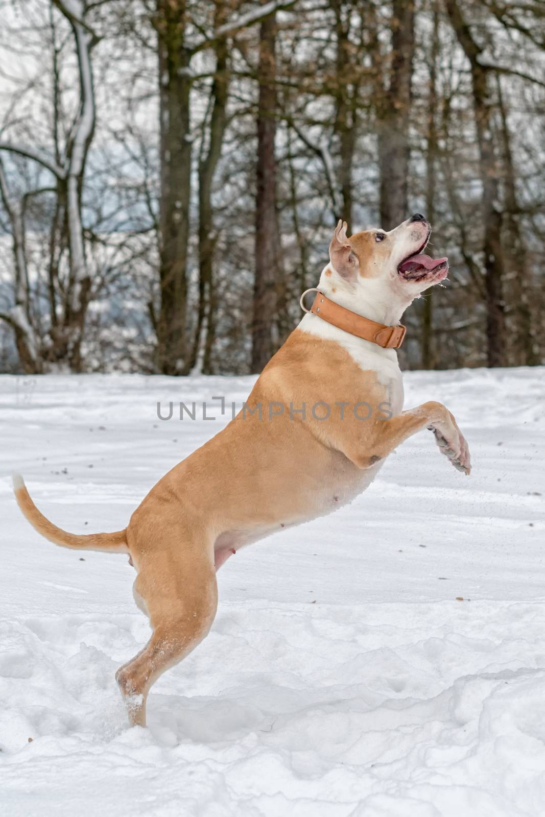 Staffordshire bull terrier in the jump on a snow