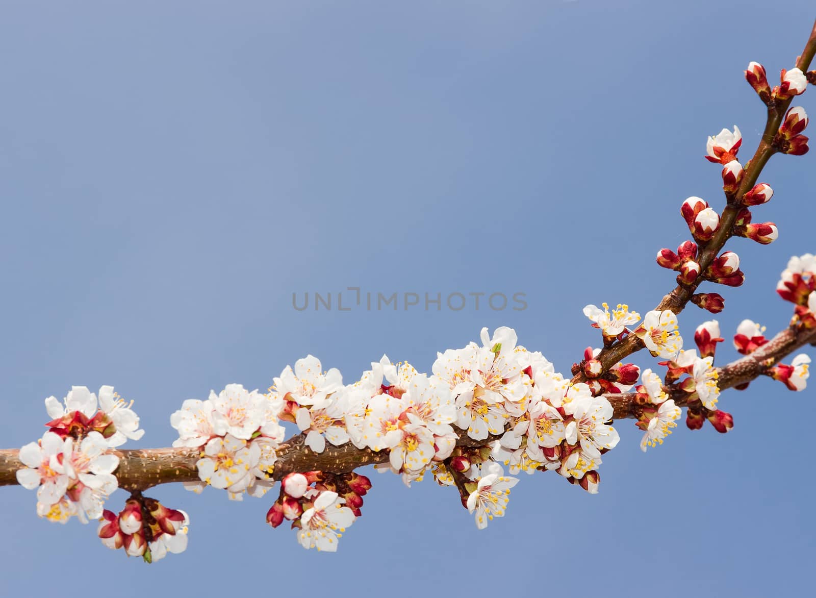 Branch of blossoming apricot against the sky by anmbph