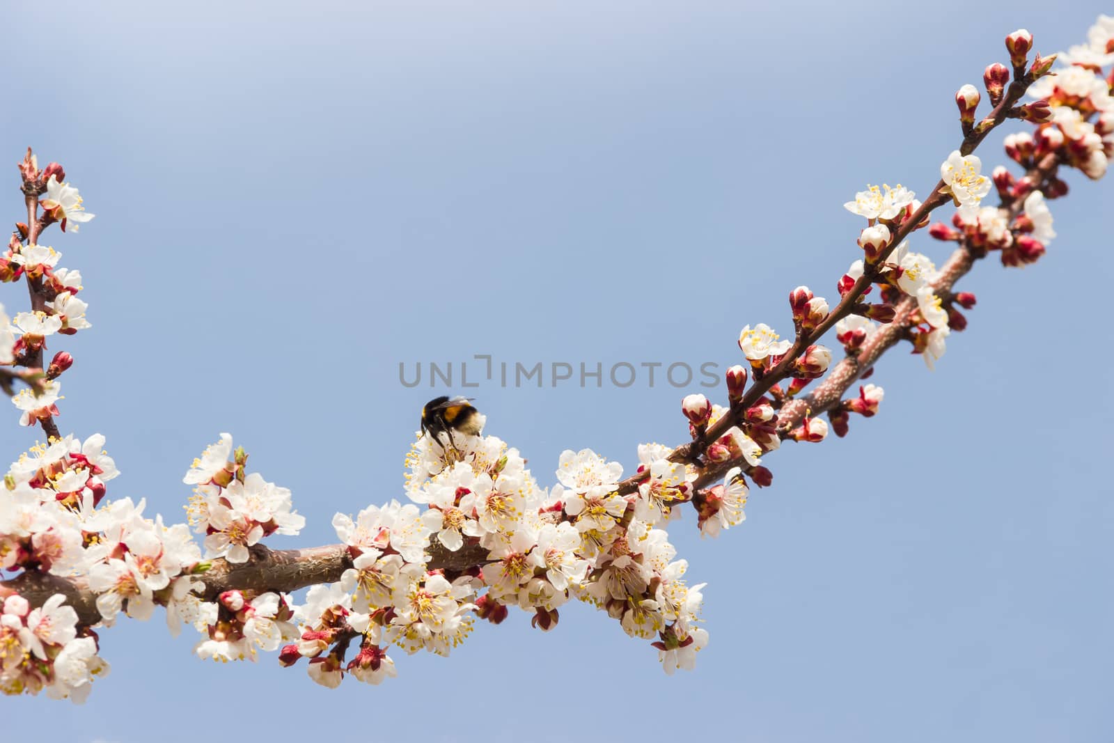 Branch of blossoming apricot with a bee against the sky by anmbph