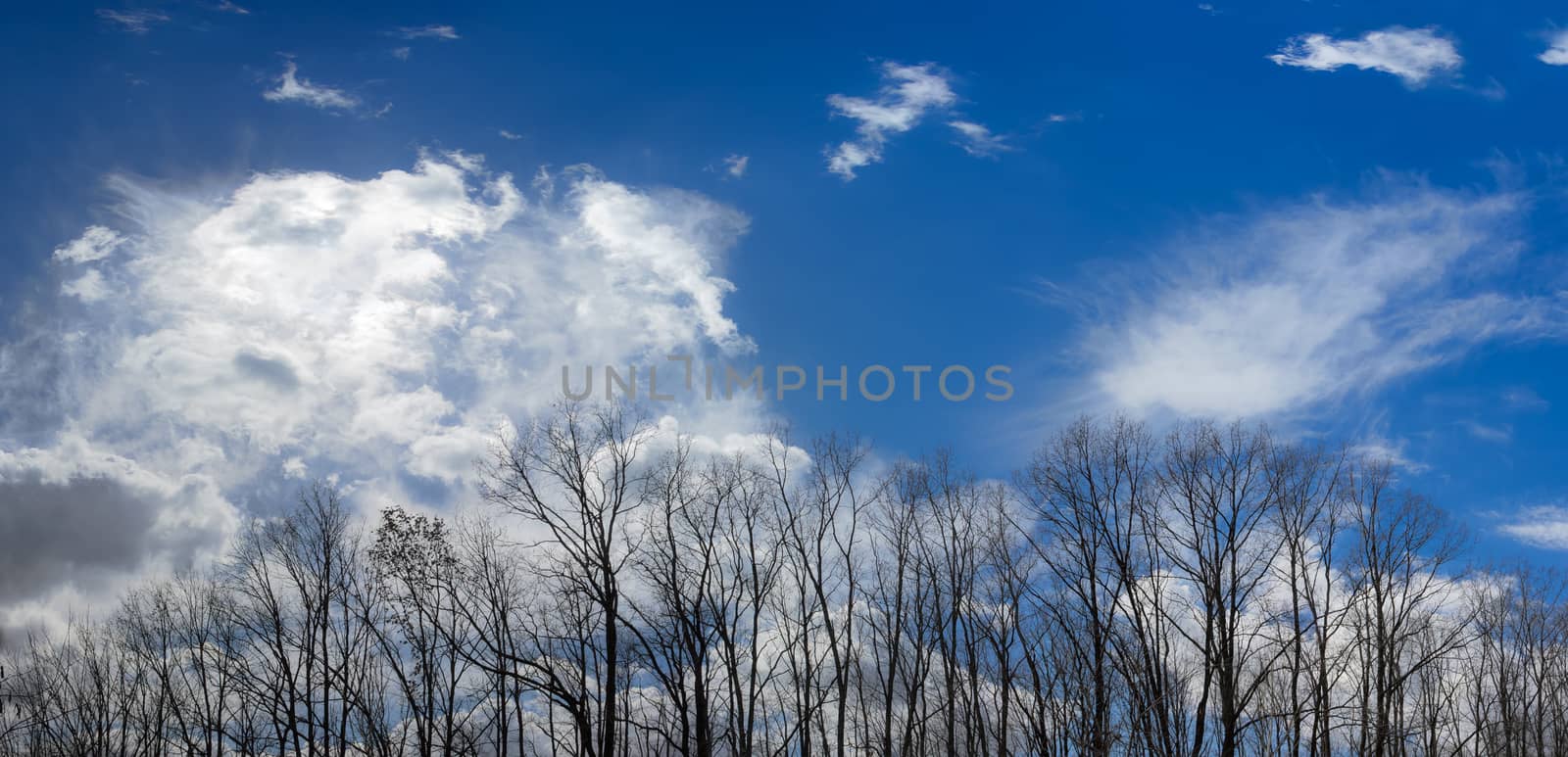 Sky with cirrus clouds and cumulus clouds with group of deciduous trees without a foliage in the foreground in early spring
