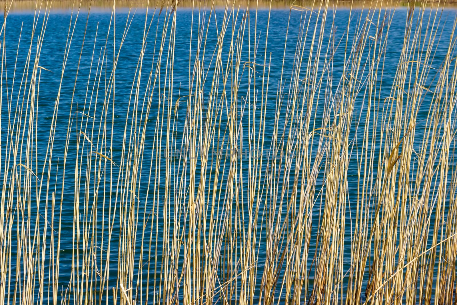 Lake surface covered with ripples through the stalks of reeds in spring sunny day. Background.
