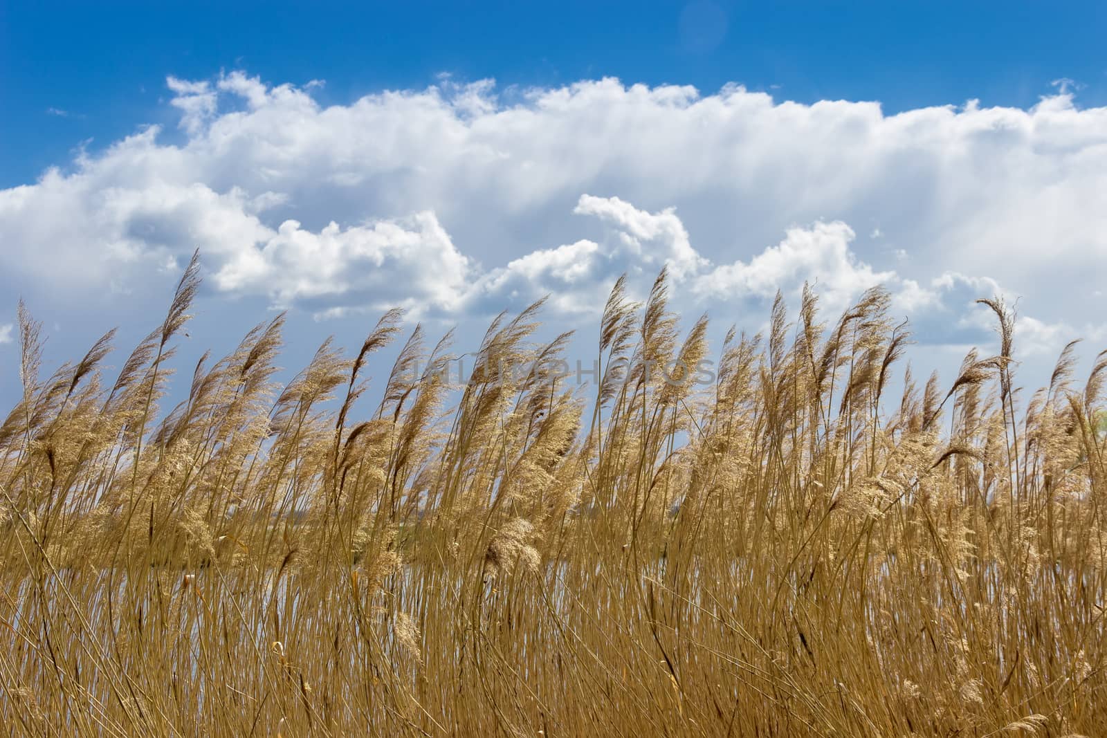 Reeds with panicles around a lake on the background of sky with clouds in spring sunny day.
