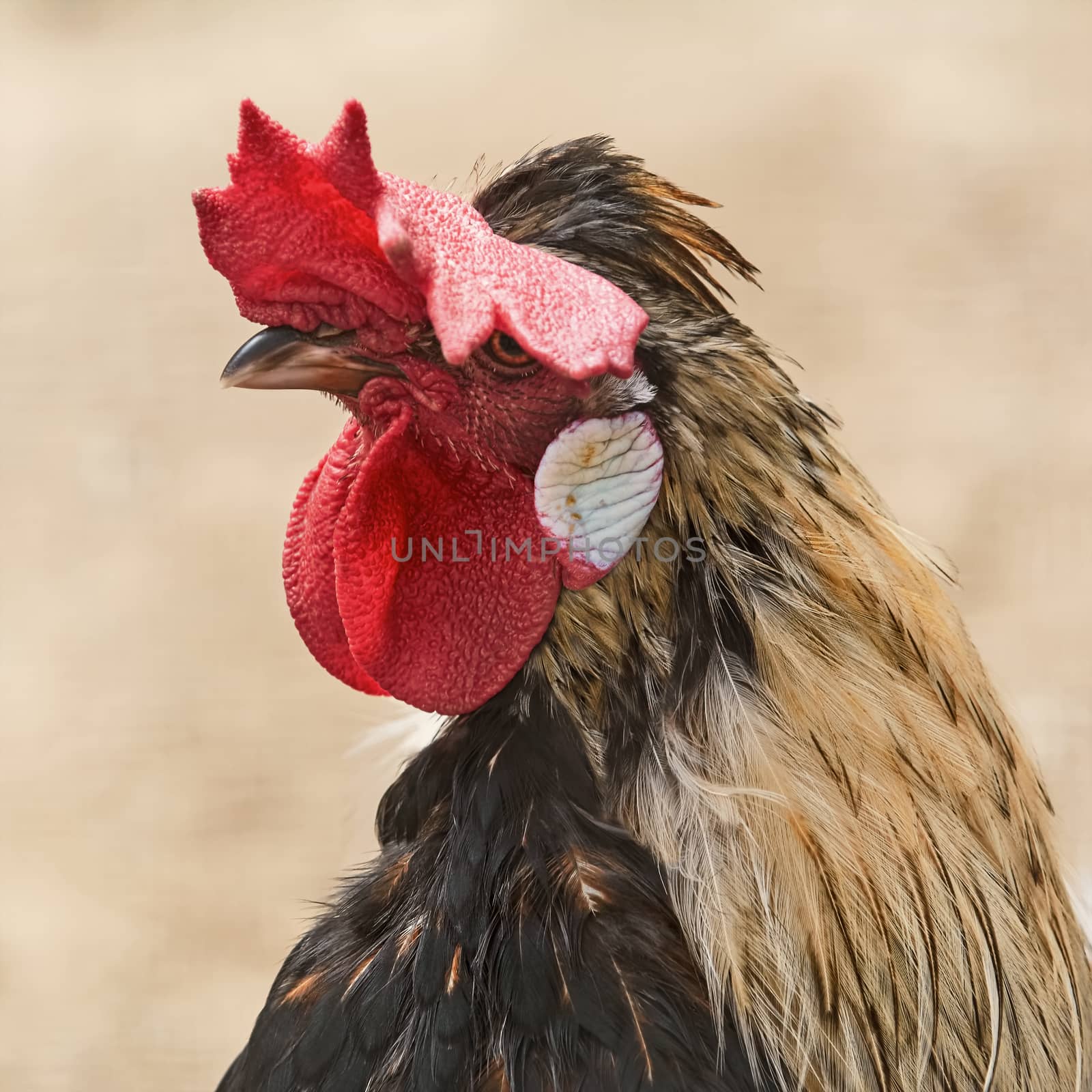 Portrait of Brown Leghorn Rooster
