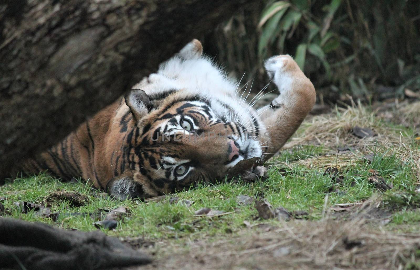 Sumatran Tiger rare and endagered by cheekylorns