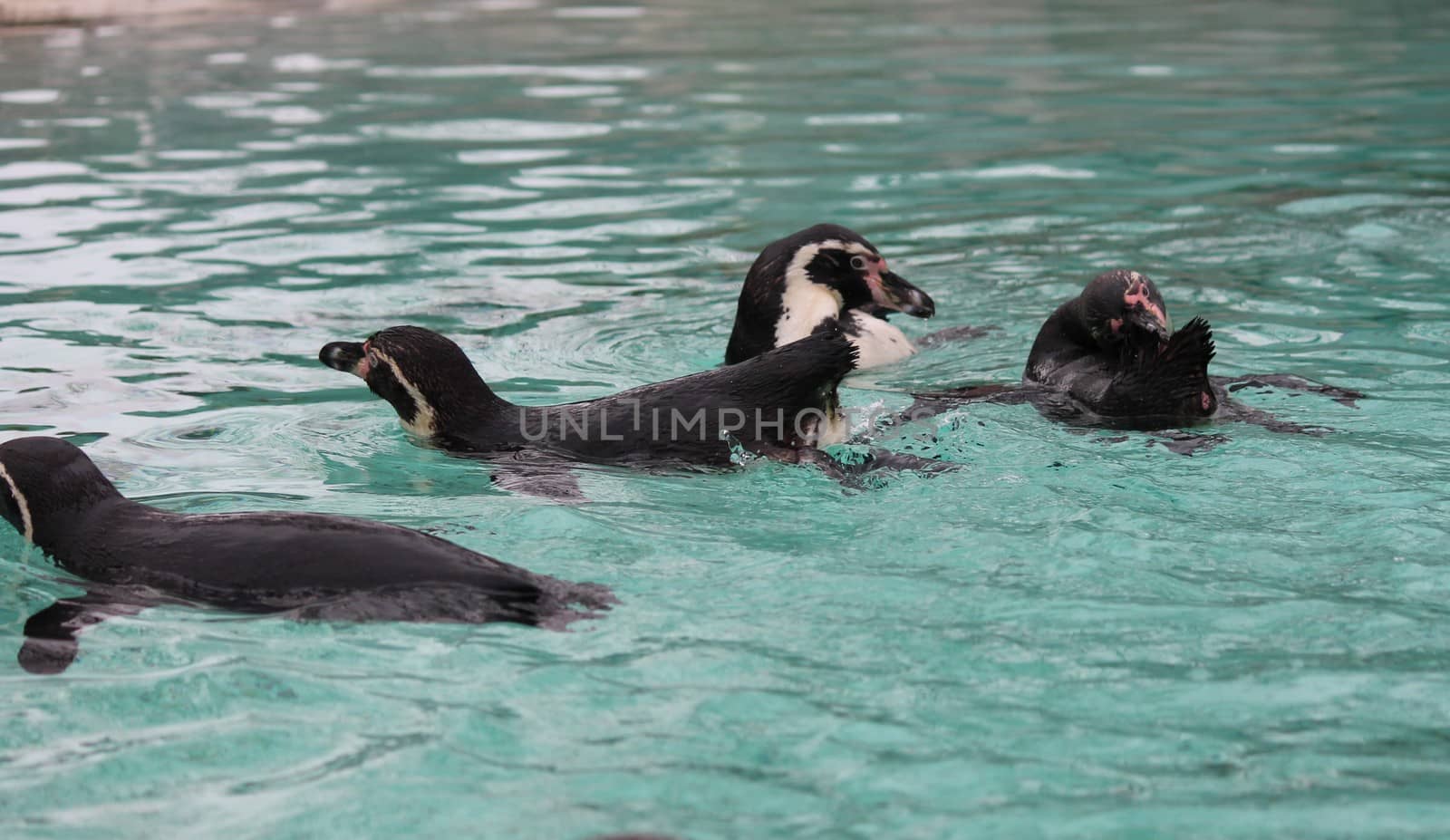 Humboldt Penguin (Spheniscus humboldti) swims
