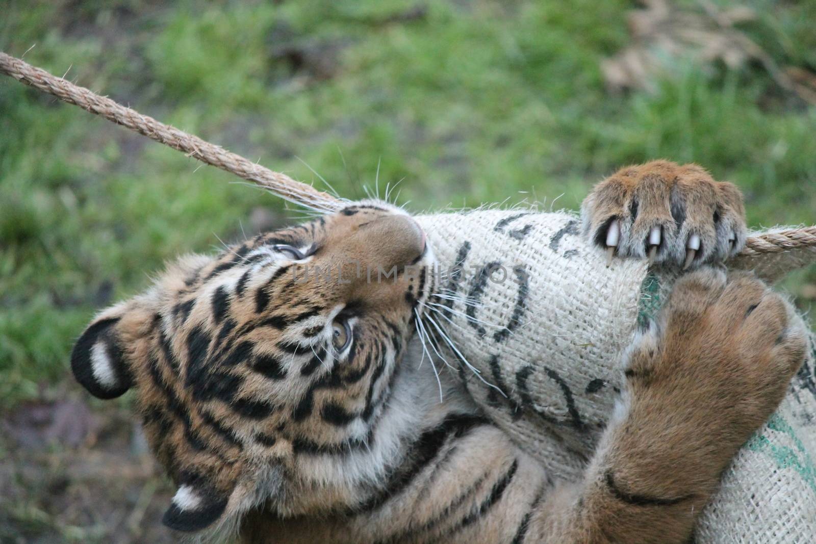 Sumatran Tiger rare and endagered by cheekylorns