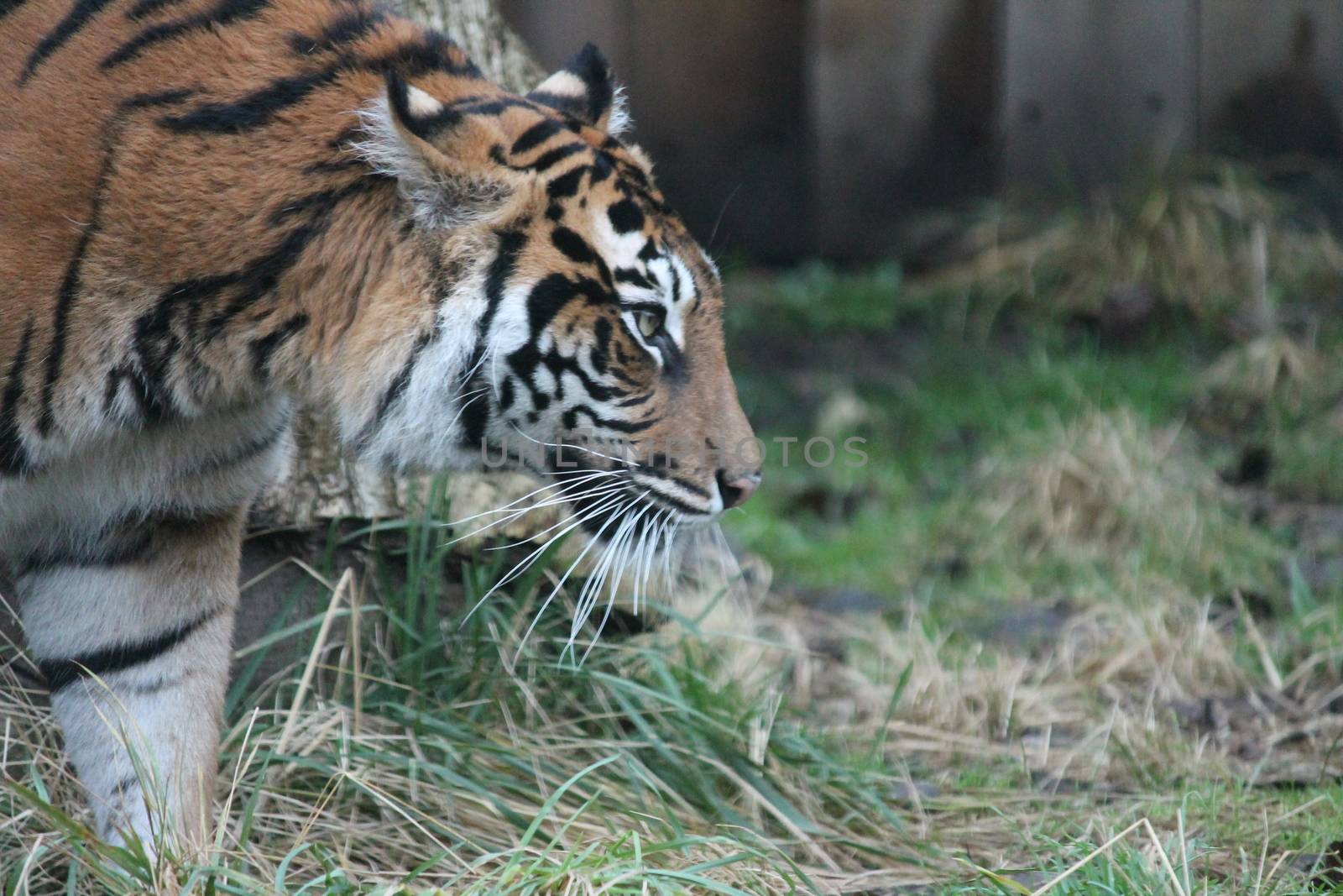 Sumatran Tiger rare and endagered by cheekylorns