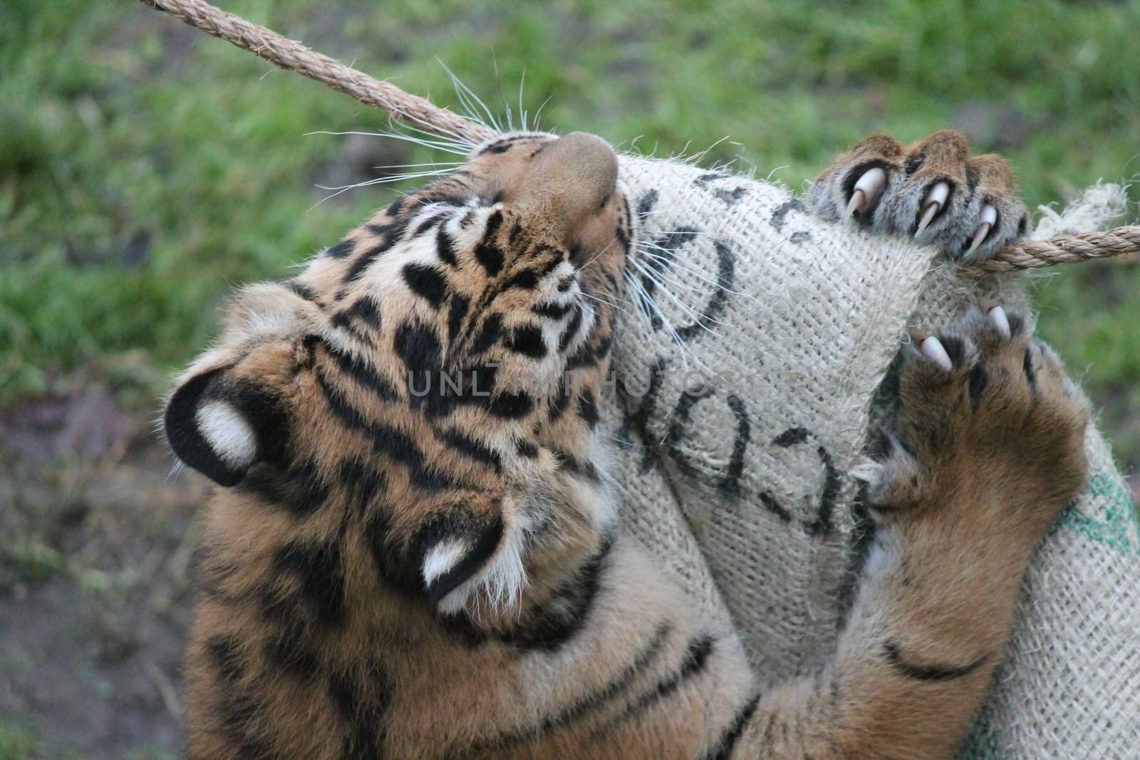 Sumatran Tiger rare and endagered tiger