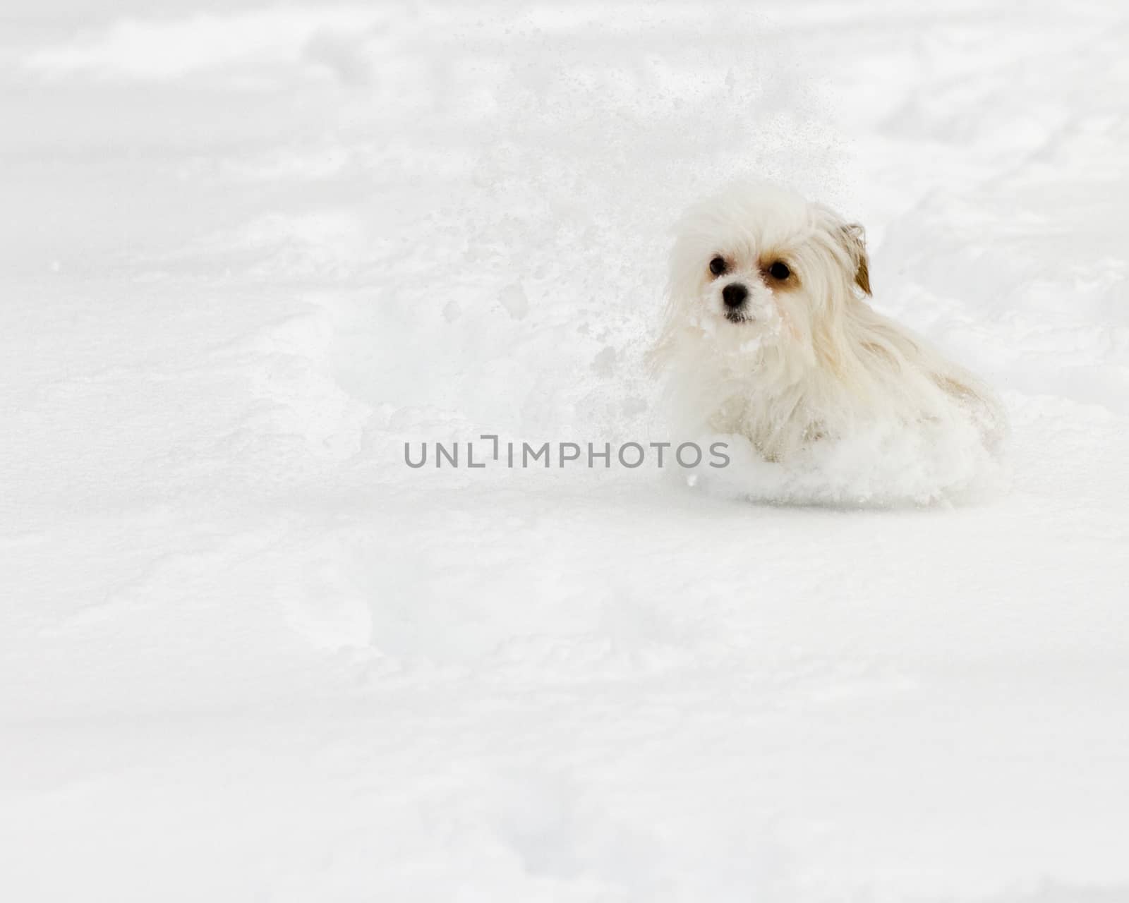 Little dog is making a trail through the snow