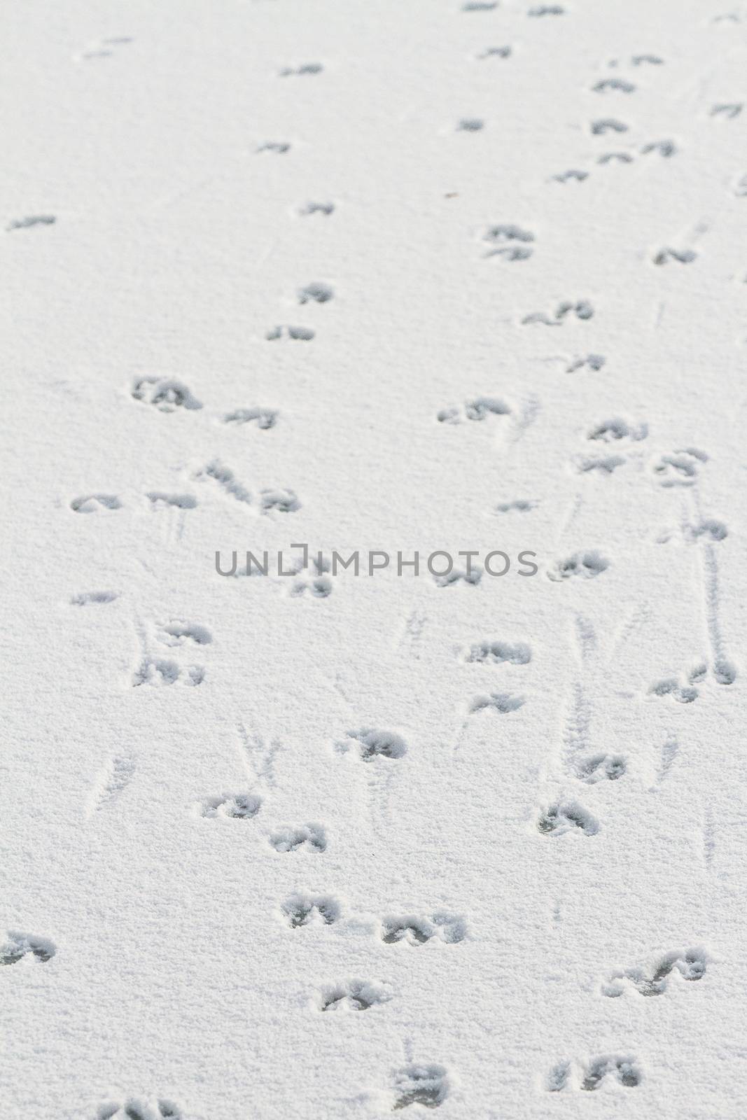 Hunting an animal that leaves prints in the snow
