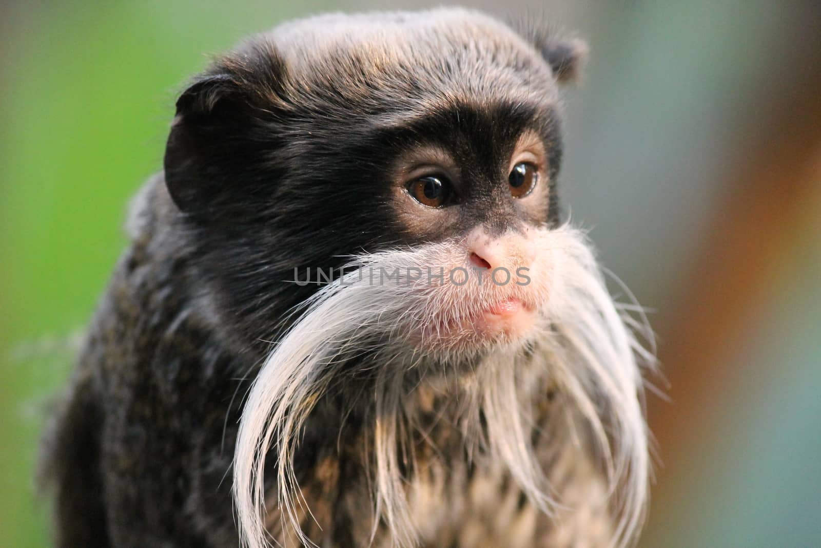 Emperor Tamarin monkey on branch white mustache  by cheekylorns