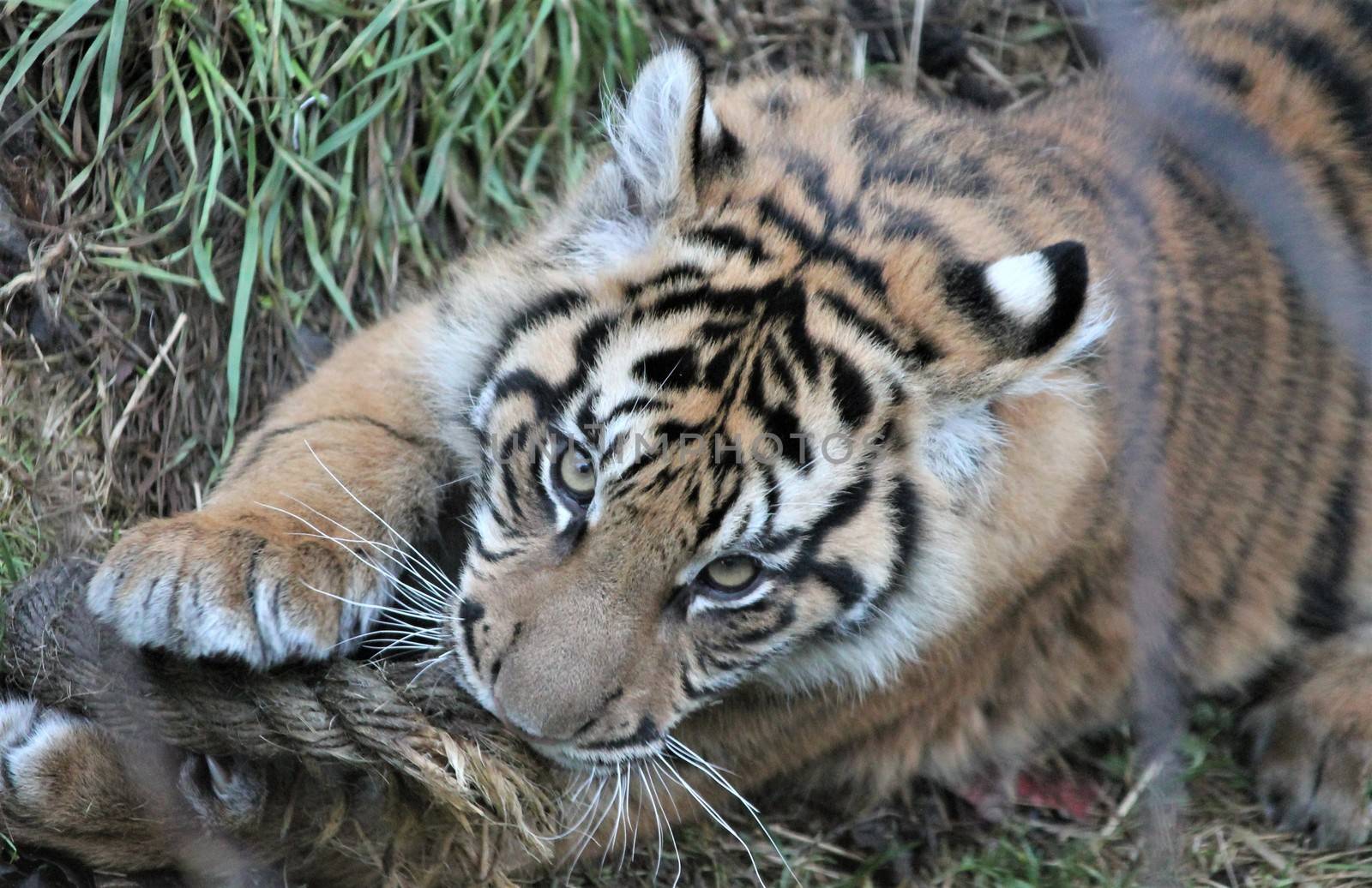 Sumatran Tiger rare and endagered cub by cheekylorns