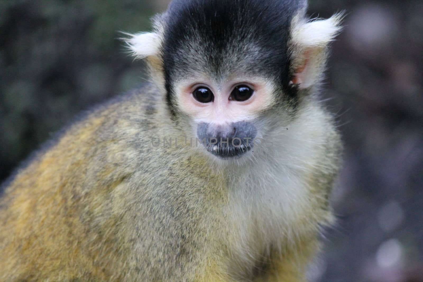 monkey squirrel black capped 