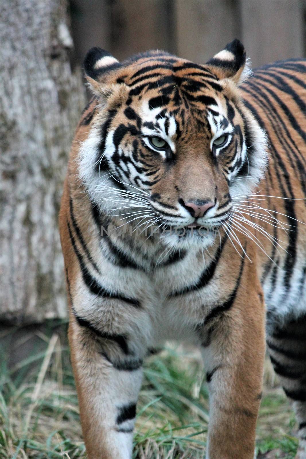 Sumatran Tiger rare and endagered tiger