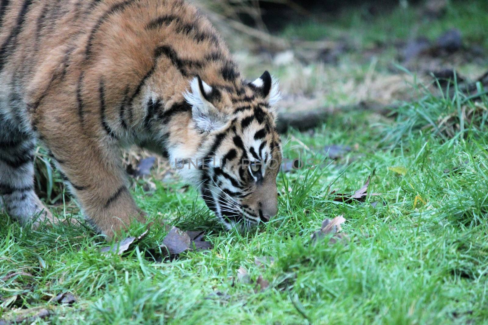 cub Sumatran Tiger rare and endagered tiger