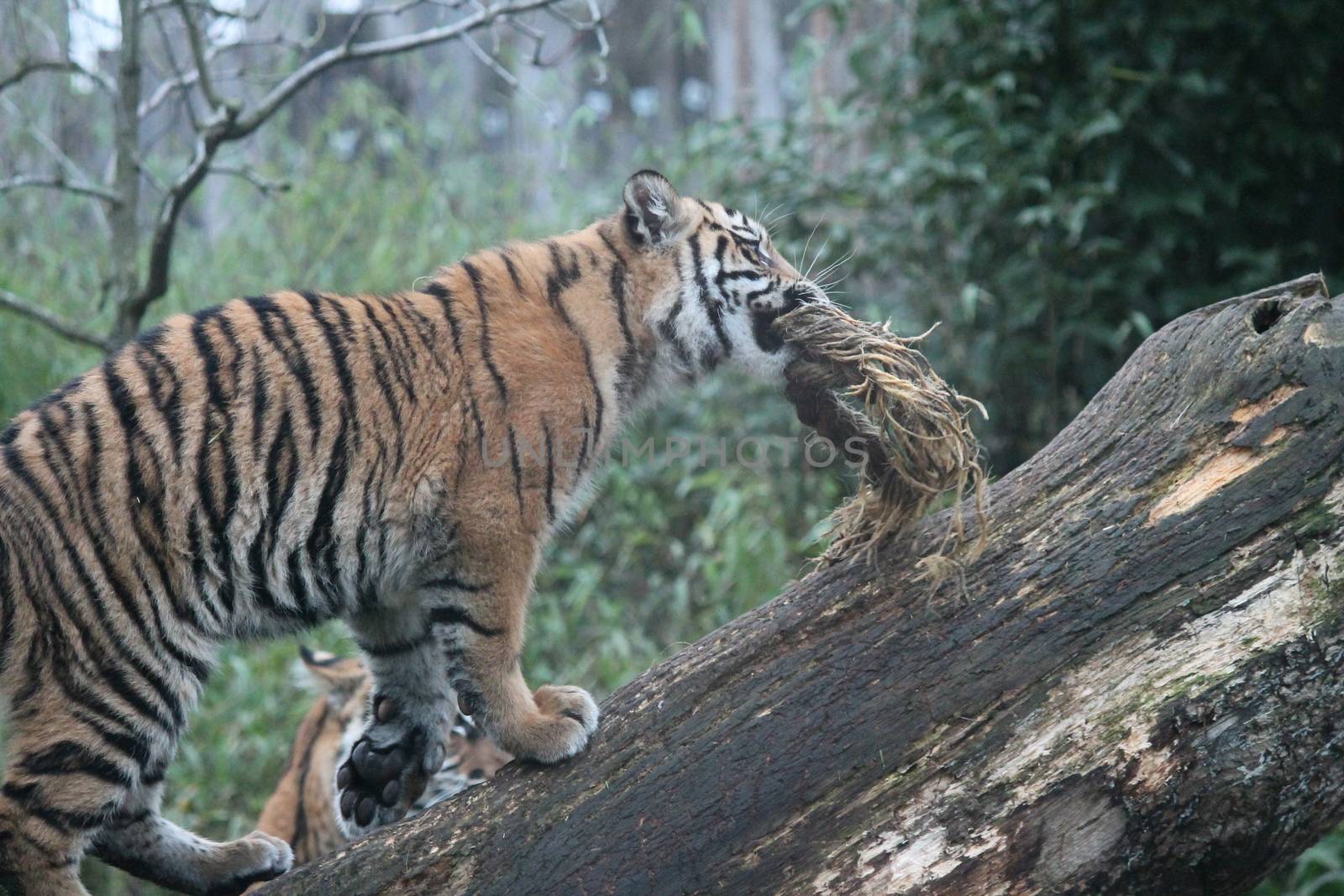 cub Sumatran Tiger rare and endagered by cheekylorns