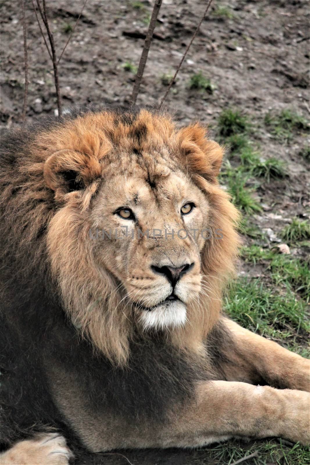 Asiatic lion close up rare and endagered golden