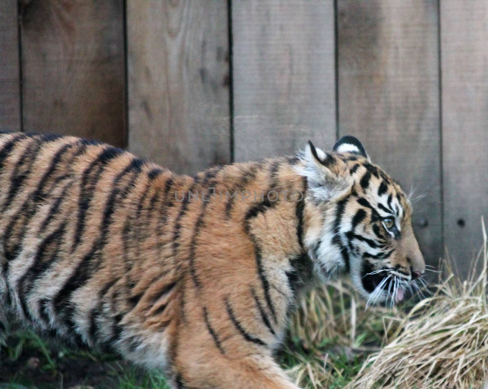 Sumatran Tiger rare and endagered tiger