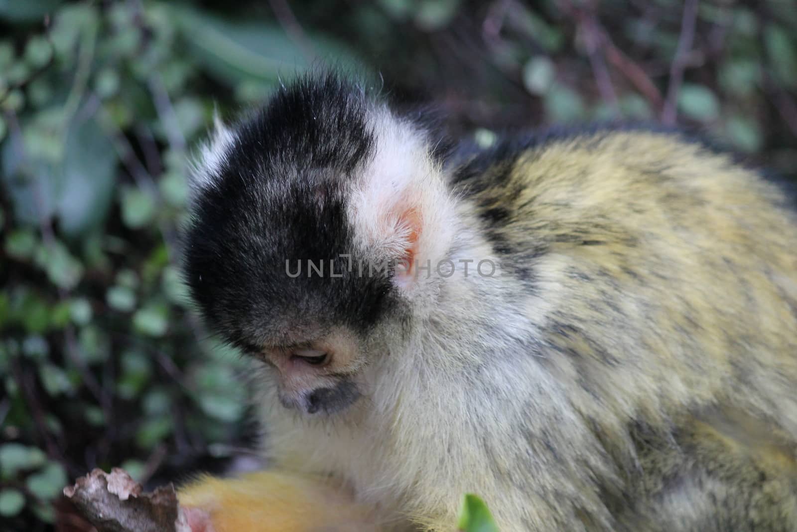 monkey squirrel black capped  by cheekylorns