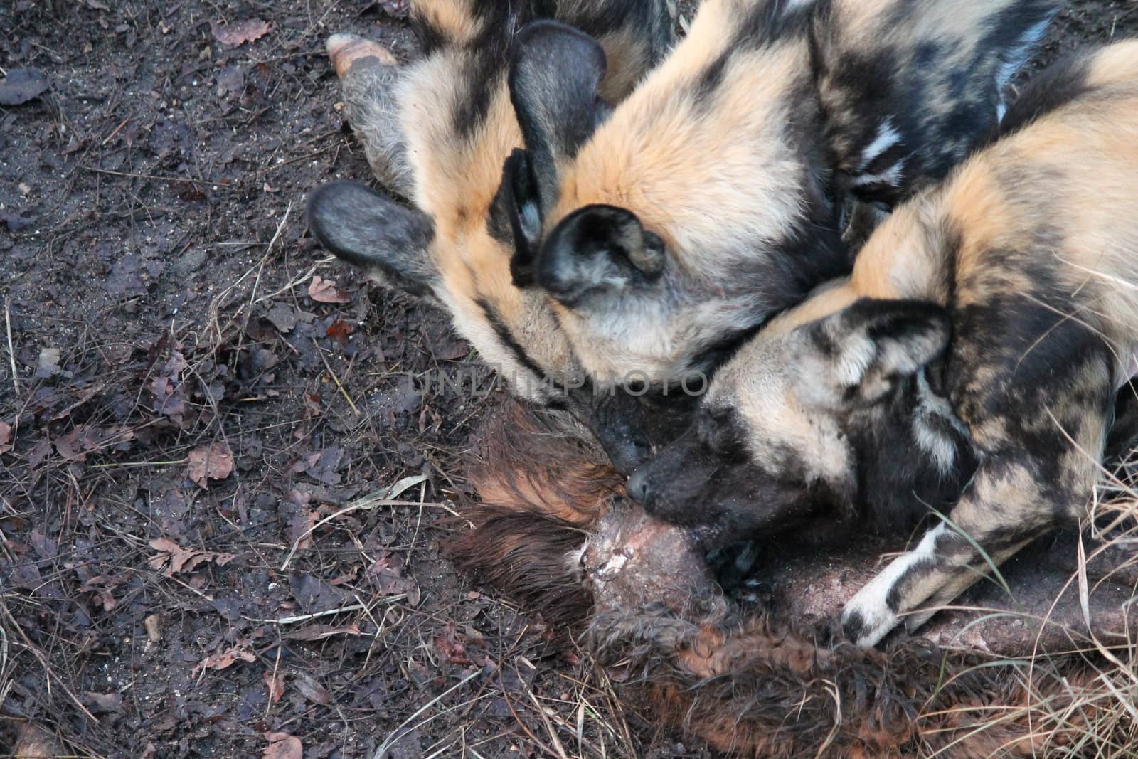 African hunting dog pack eating horse carcas  by cheekylorns