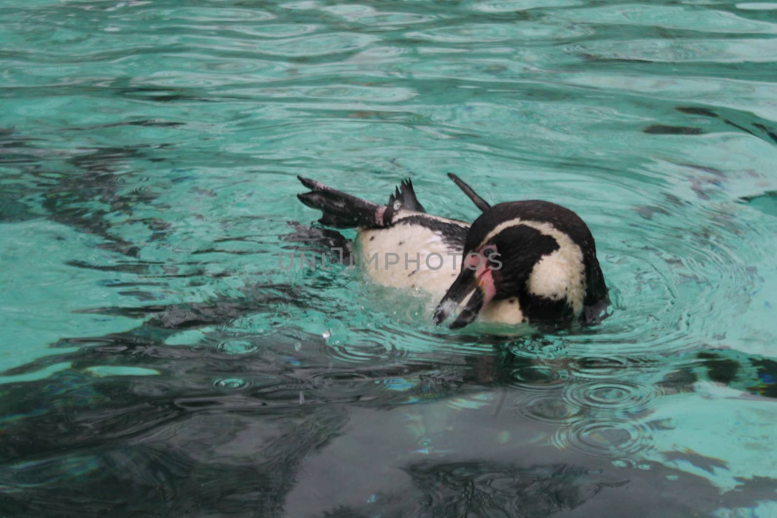 humbolt penguin swimming (Spheniscus humboldti) by cheekylorns