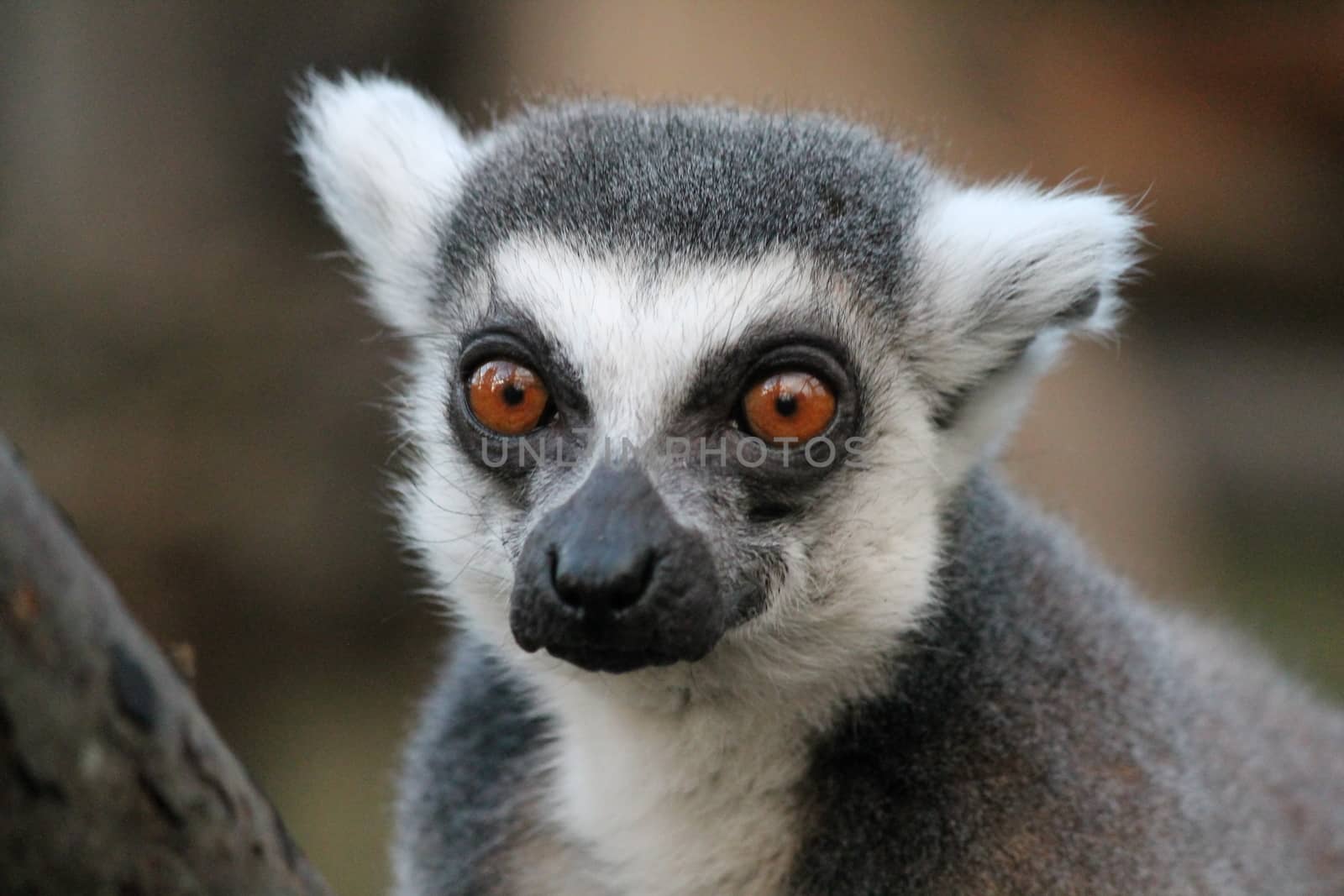 Ring-tailed Lemur monkey with orange eyes in a zoo by cheekylorns