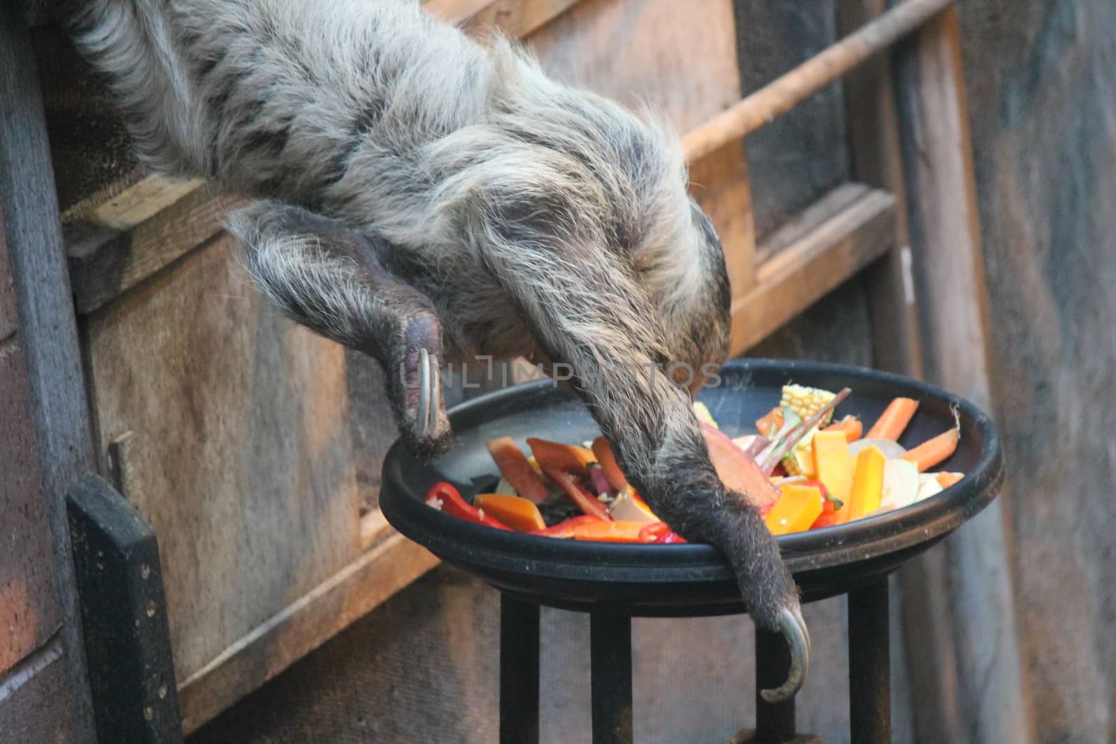 sloth long clawed eating claws showing (Choloepus hoffmanni)