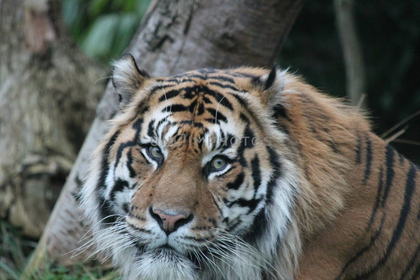 Sumatran Tiger rare and endagered tiger