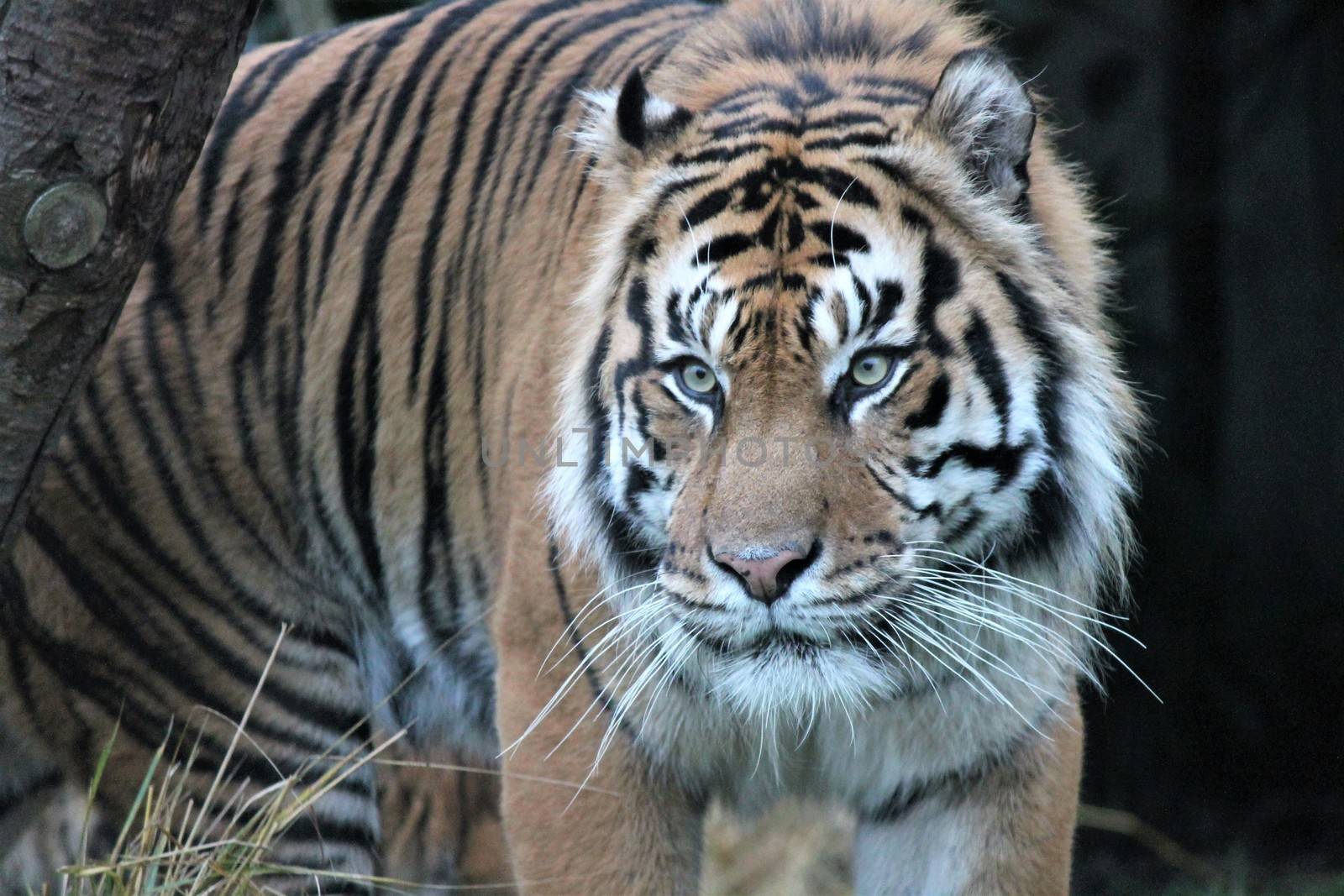 Sumatran Tiger rare and endagered by cheekylorns