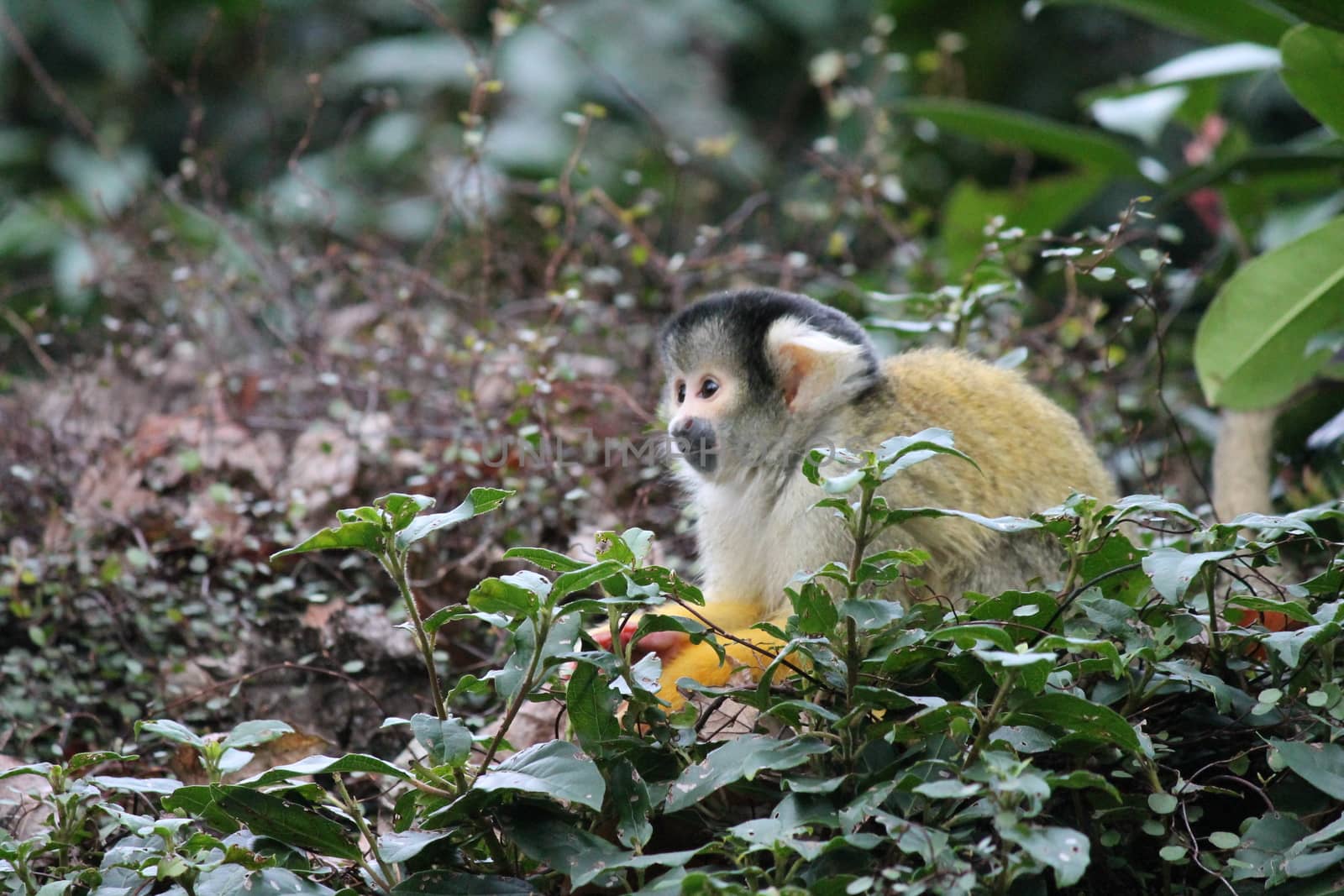 monkey squirrel black capped 