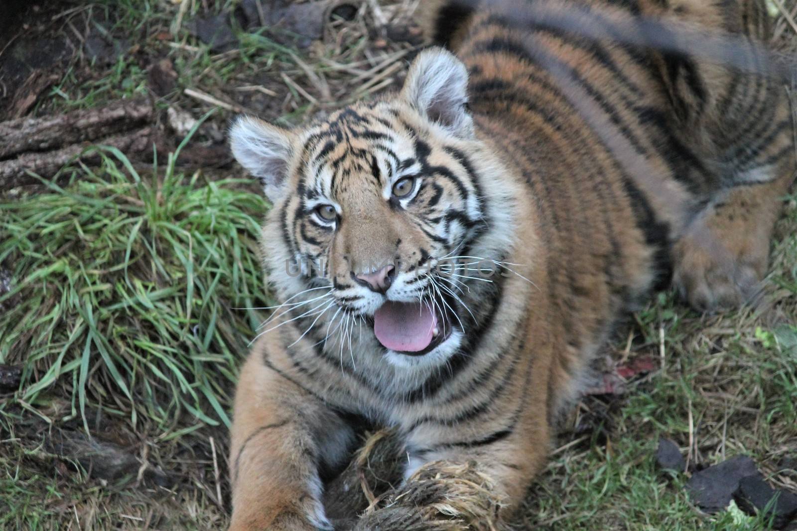 Sumatran Tiger cub rare and endagered by cheekylorns