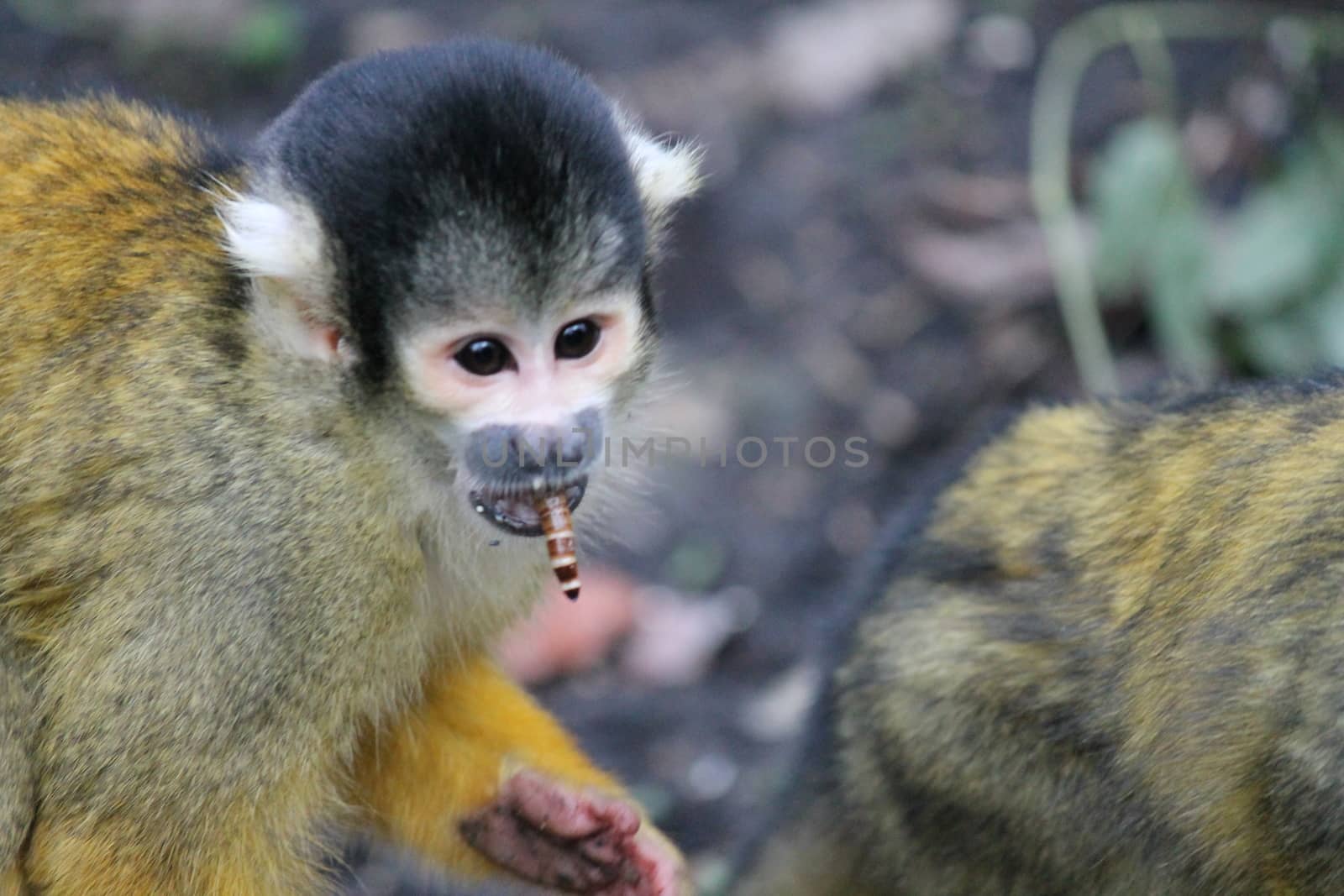 monkey squirrel black capped meal worm in mouth by cheekylorns