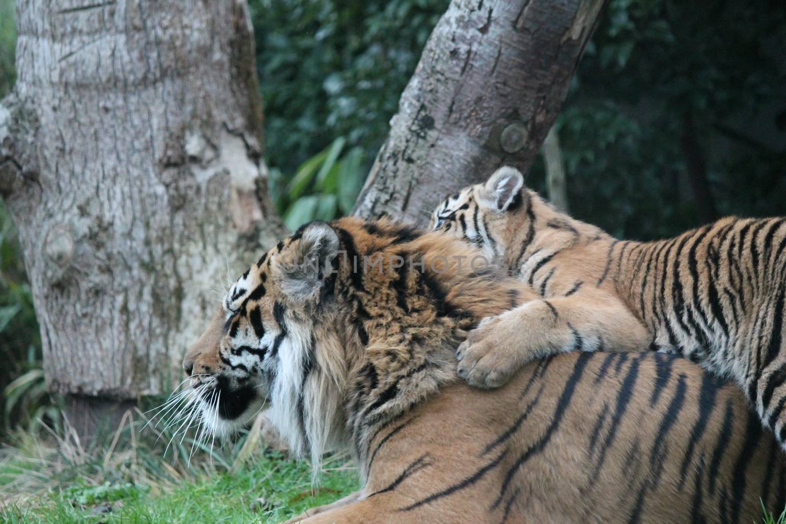 Sumatran Tiger rare and endagered tiger