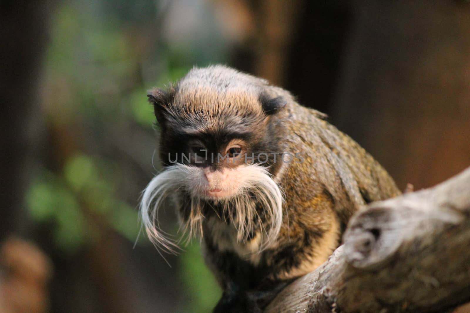 Emperor Tamarin monkey on branch white mustache  by cheekylorns