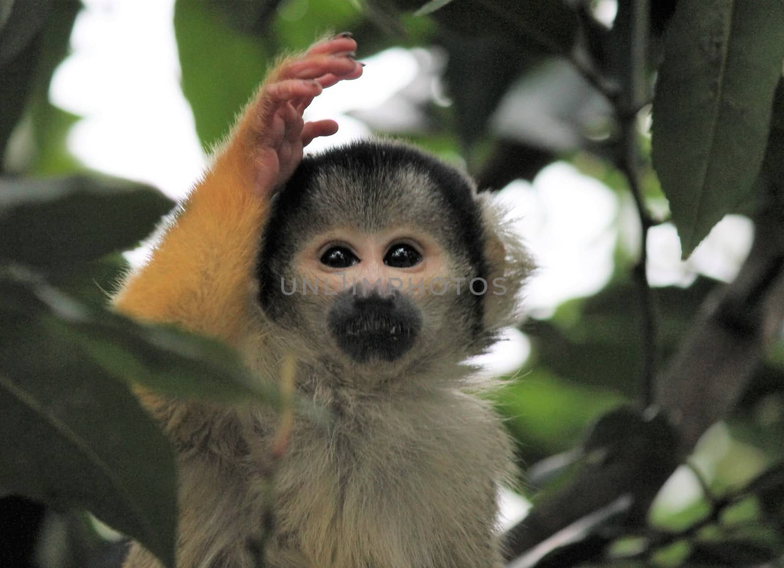 monkey squirrel black capped 