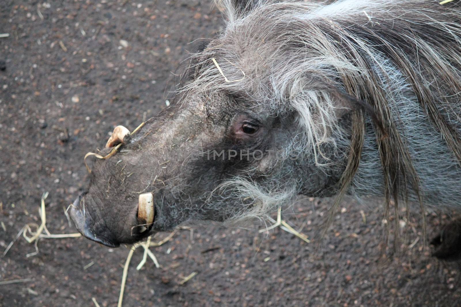 warthog from Africa with pair curved tusks
