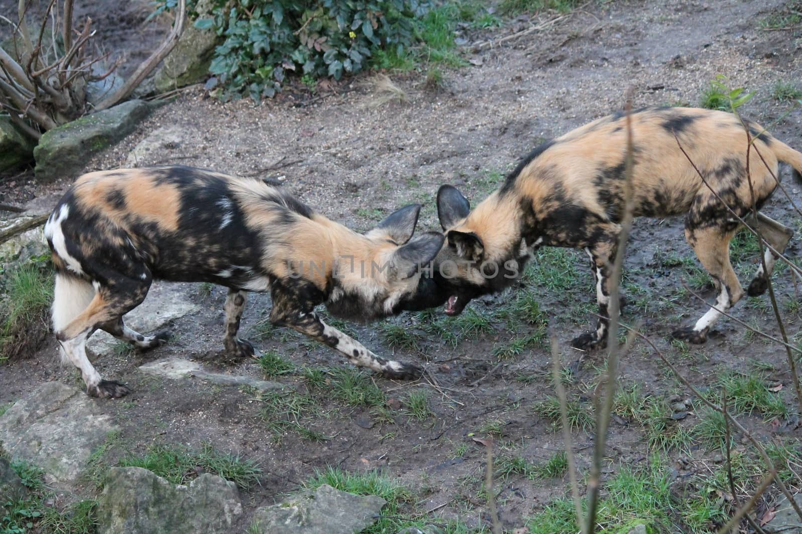 African hunting dog pack eating horse carcas tearing apart