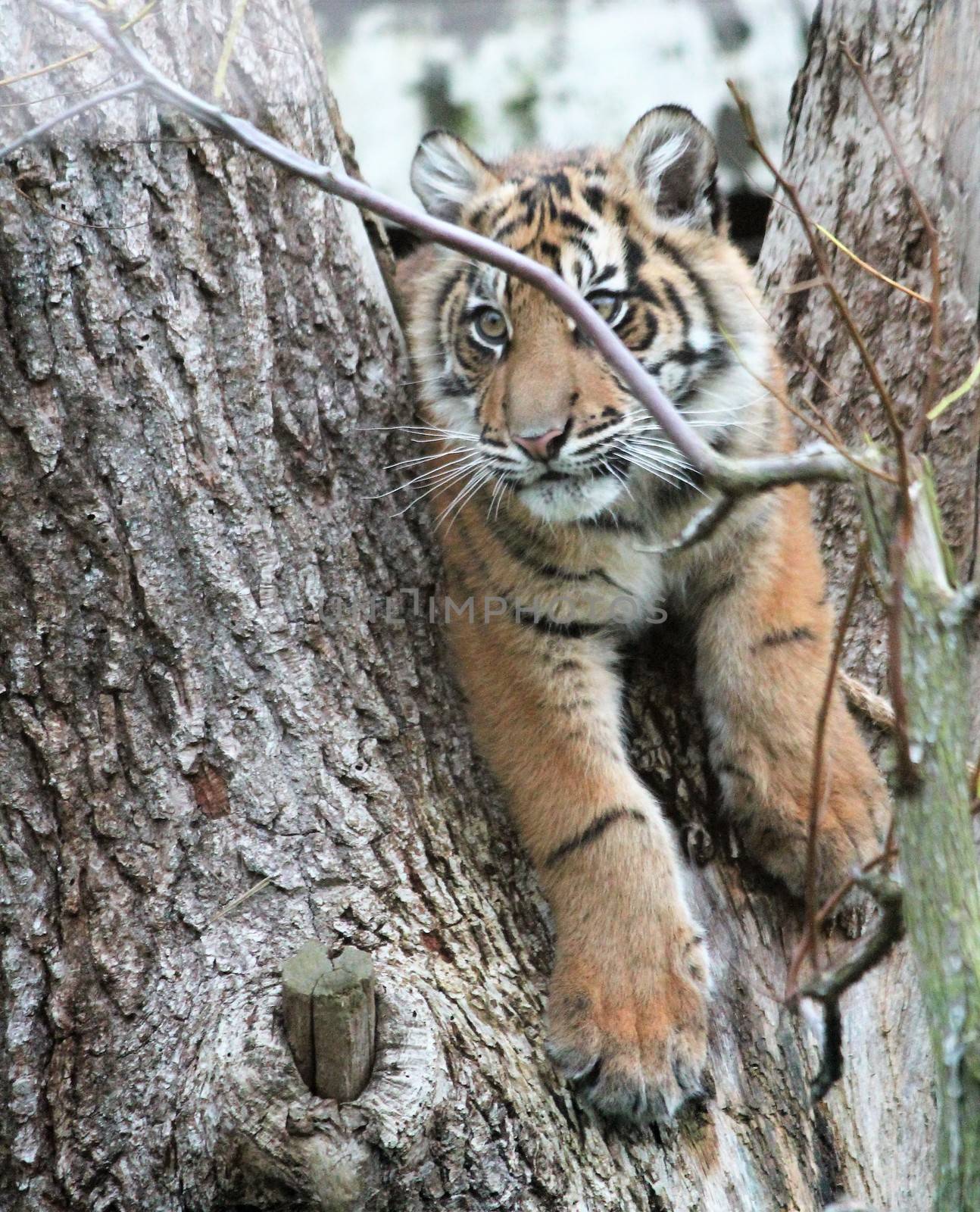 cub Sumatran Tiger rare and endagered tiger