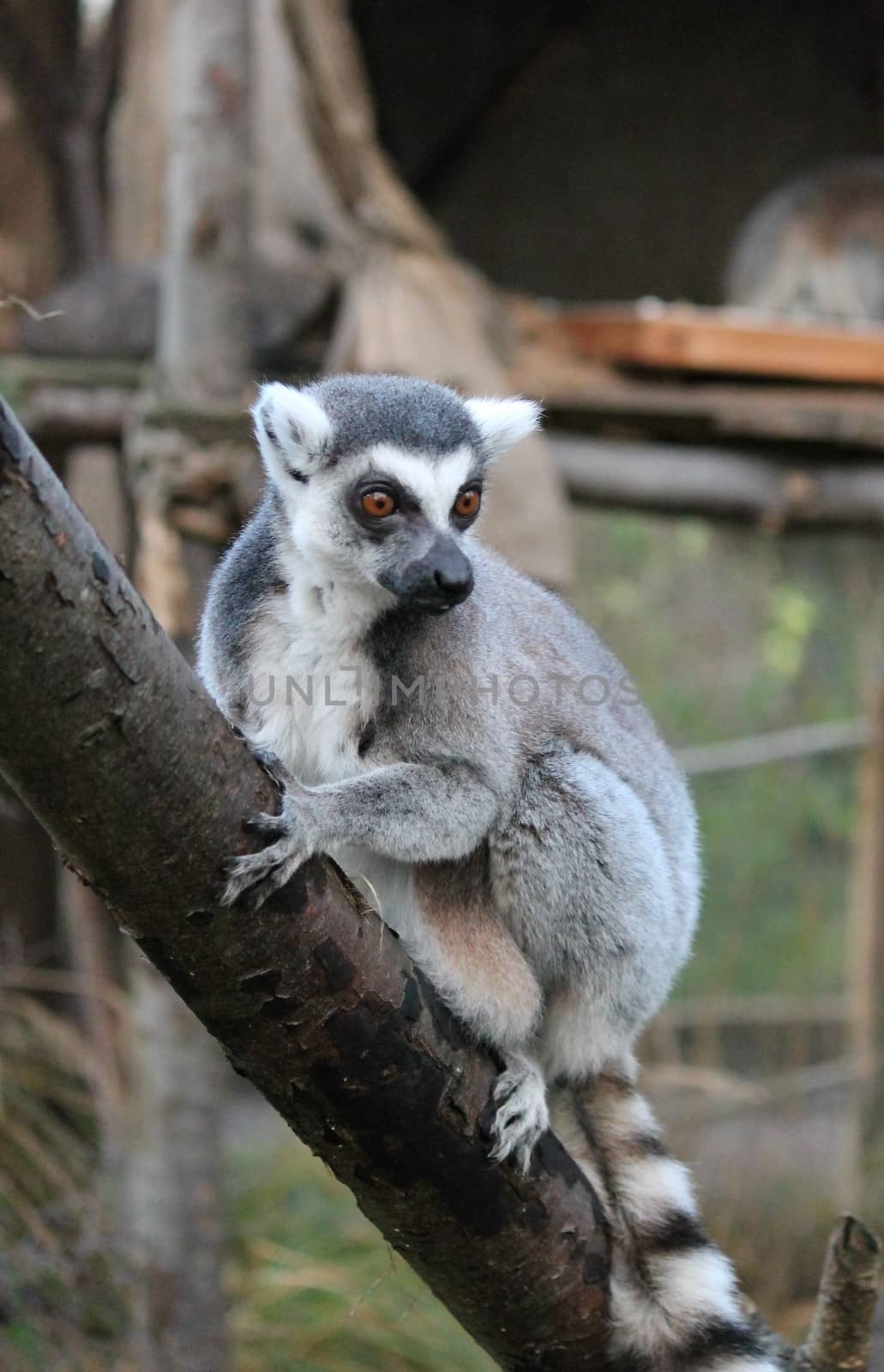 Ring-tailed Lemur monkey with orange eyes in a zoo by cheekylorns